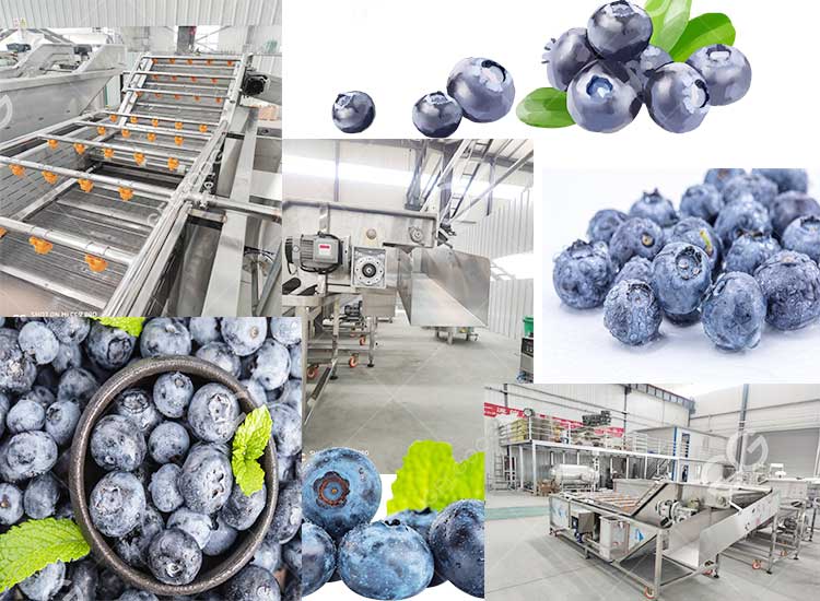 blueberry-washing-machine-supplier