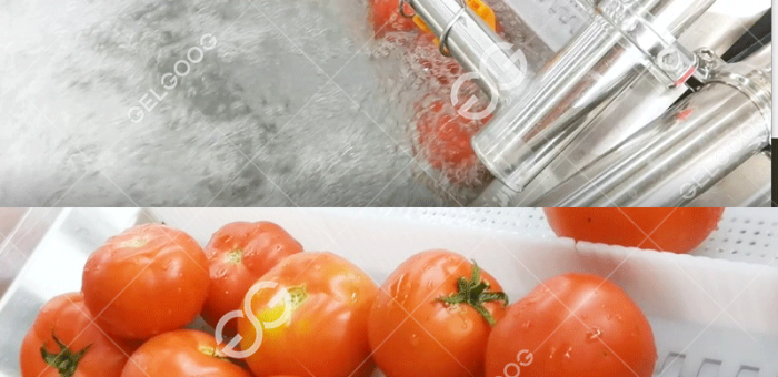 What Equipment Is Used For Tomato Vegetable Cleaning For Roma Tomato Sauce？