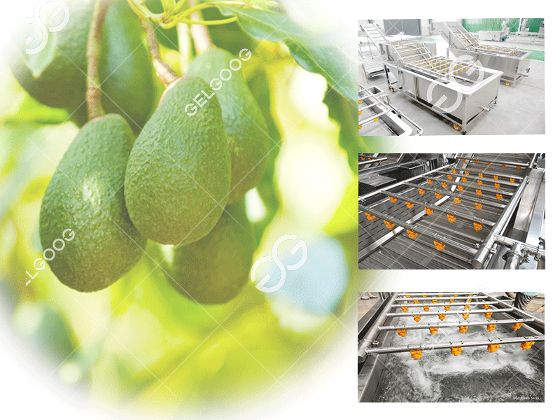 avocado processing machine for sale