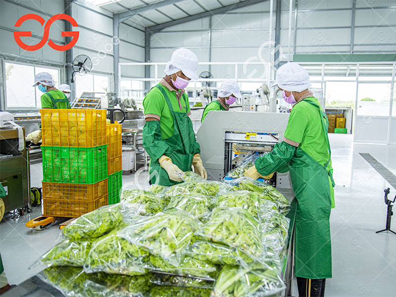 What Is Post Harvest Operation In Vegetable Production For Vegetable