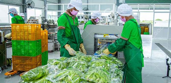 20000 Bags For Vegetable Processing With Vegetable Processing Line
