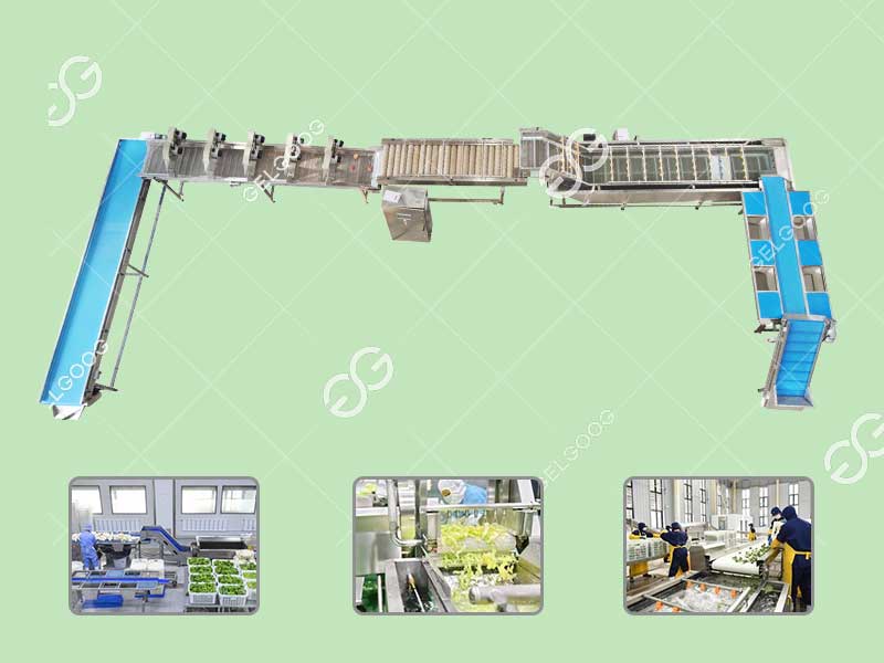 vegetable processing line arrangment