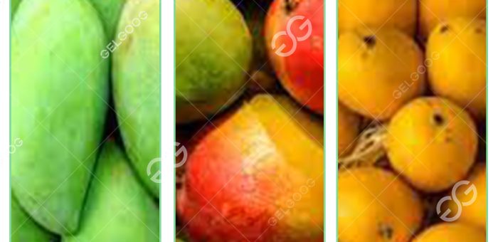 What Kinds Of Mangoes Are There In Vietnam Mango Processing Unit?