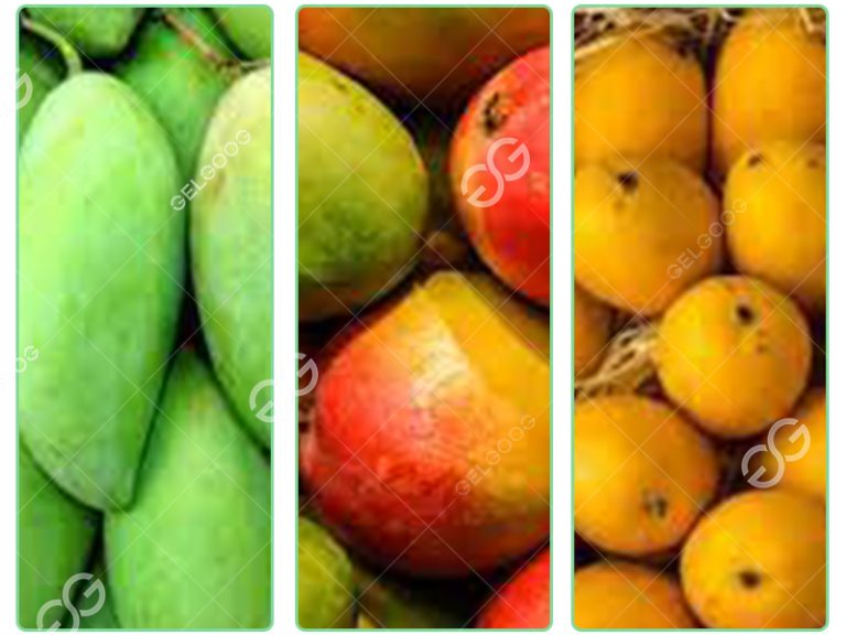 What Kinds Of Mangoes Are There In Vietnam Mango Processing Unit?