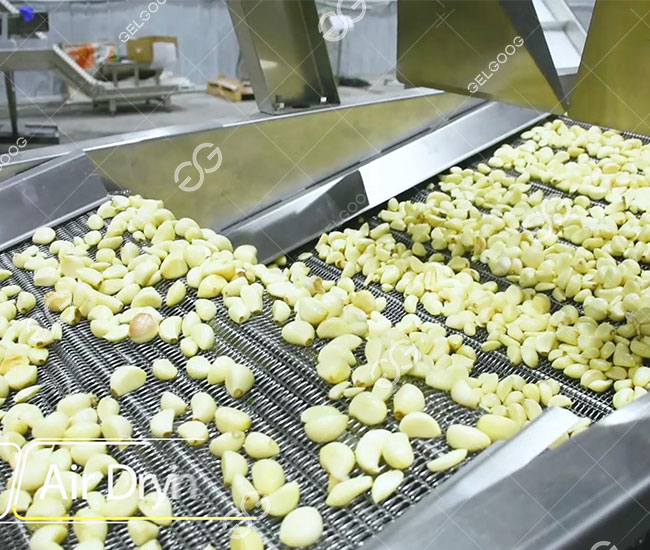 garlic drying process