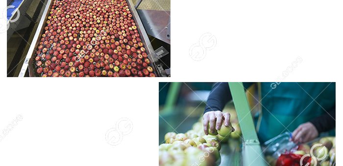 What Is The Size Of The Fruit Processing Market