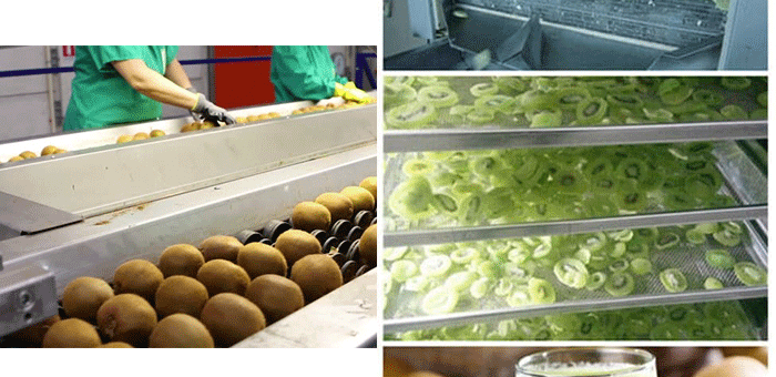 Kiwi Fruit Processing Line