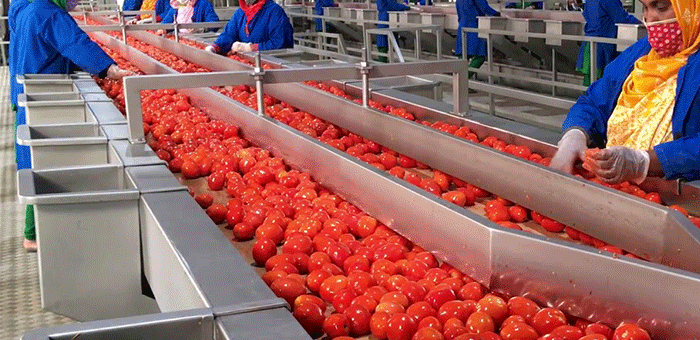 Is Tomato Processing Profitable?