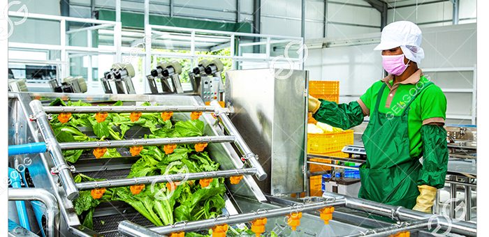 Industrial Leaf Vegetable Processing Equipment: The Importance of Efficient Equipment in Food Processing Industry