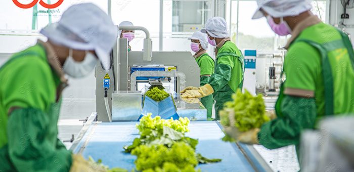 Vegetable Washing Line Exported To Cambodia