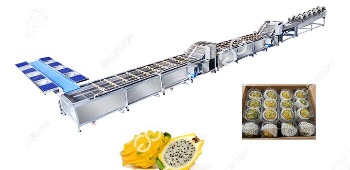 How To Clean Yellow Dragon Fruit In Factory