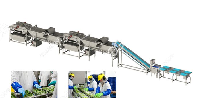 Gelgoog Vegetable Process Production Line Solution