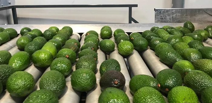 How Are Avocados Processed In A Factory?