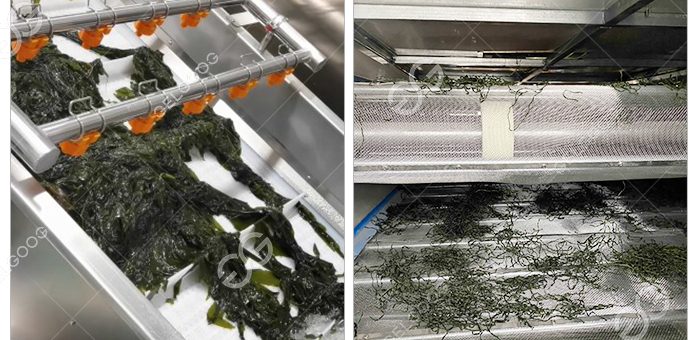 What Are The Steps In Seaweed Processing In Plant?