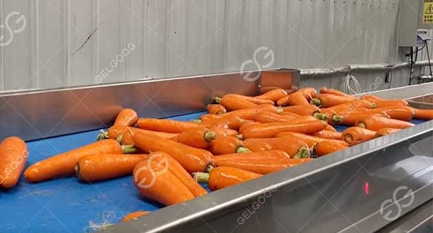 Clean And Packing Carrot Processing Flow In Factory