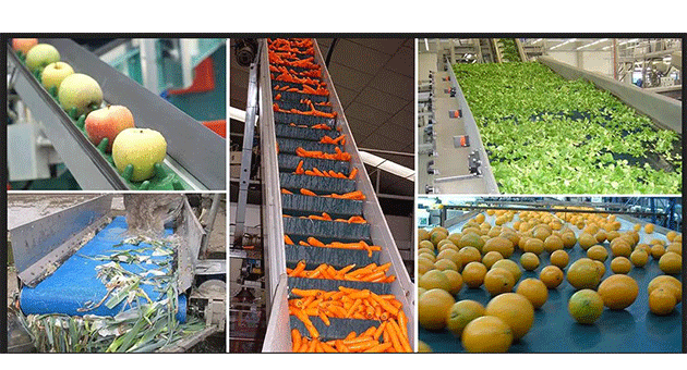 What Are The 6 Principles Of Fruit And Vegetable Processing?