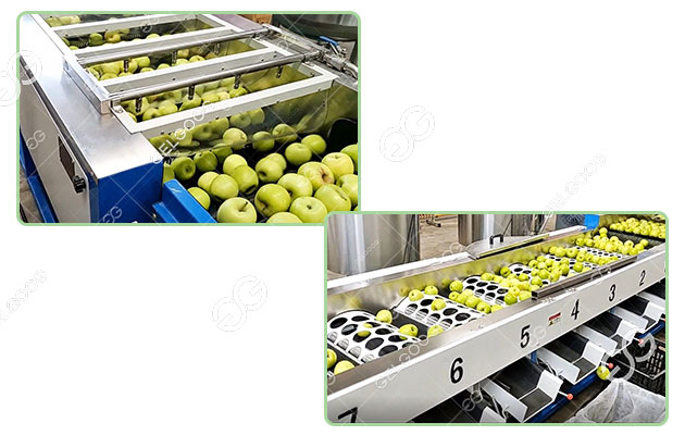 fruit-sorting-and-packing-machine