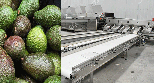 What Is The Avocado Grading Line?