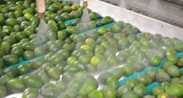 How To Clean An Avocado In A Factory