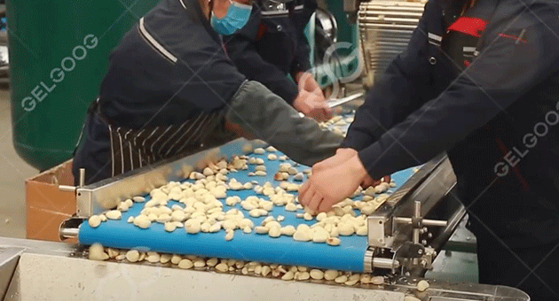 What Is The Garlic Processing Unit?