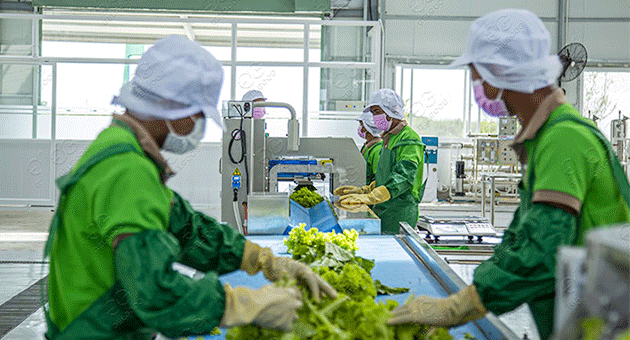 What Is The Best Way To Wash Salad Greens In A Factory?