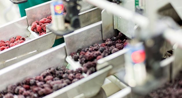 What Is The Process Of Sorting Fruit Using A Machine?