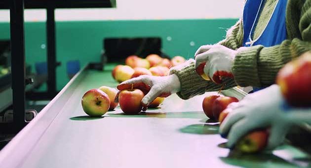 What Does A Vegetable Processing Plant Do?