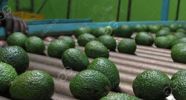 How Do You Wax Avocado Fruit In Factory?
