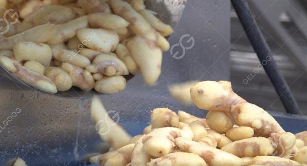 How Do You Peel Ginger In Bulk In Factory