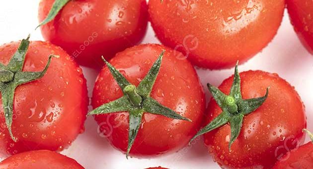 What Is The Primary Processing Of Tomatoes?