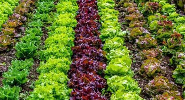 How Profitable Is Vegetable Farming?