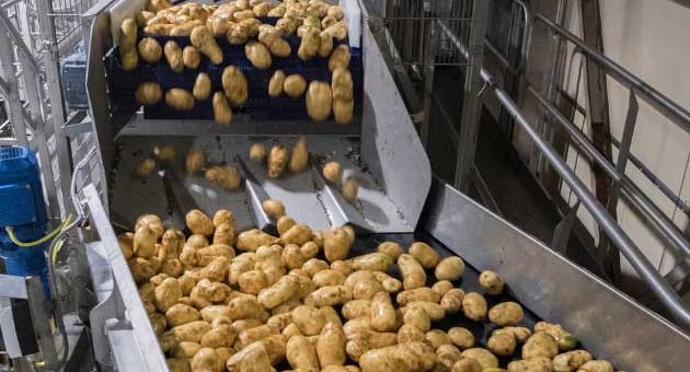 What Does Processing Potatoes Mean?