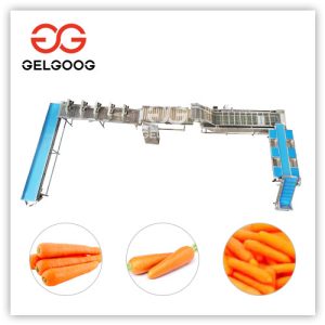 Carrot-Washing-Line