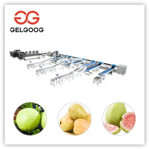Guavas-Washing-and-grading-machine