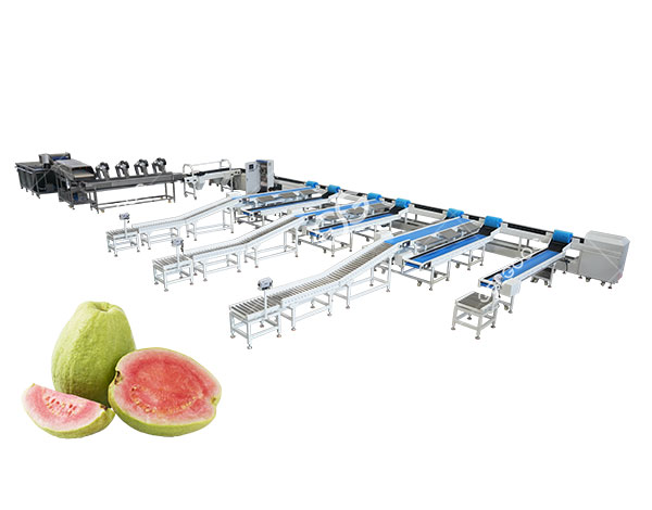 guava-washing-system-for-sale