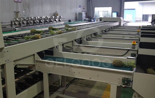 Pineapple-Sorting-Machine-for-sale