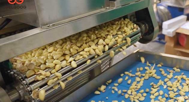 New Peeled Garlic Business Profit