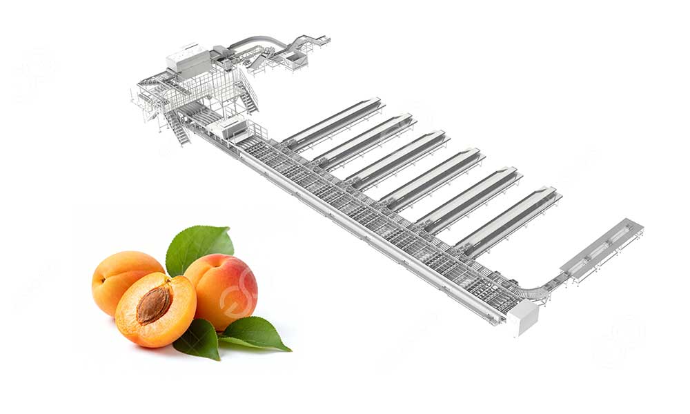 Apricot-Washing-Grading-And-Packing-Line