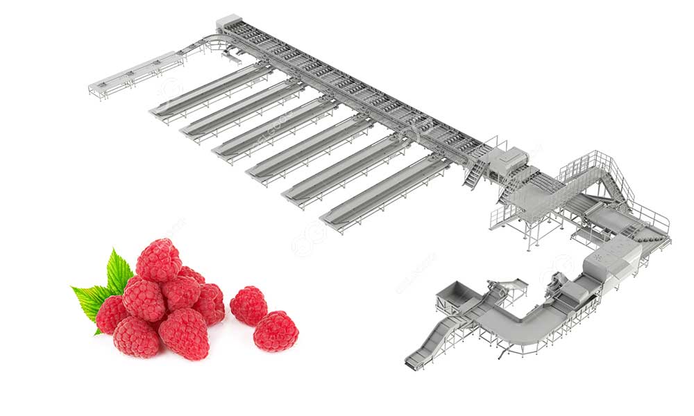 Raspberry-sorting-line