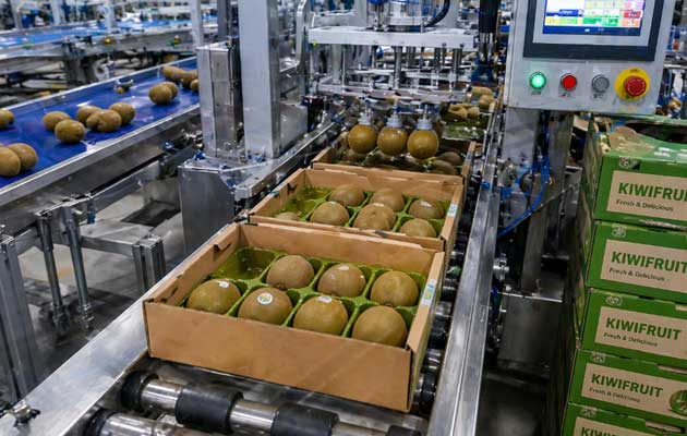 kiwifruit-grading-line