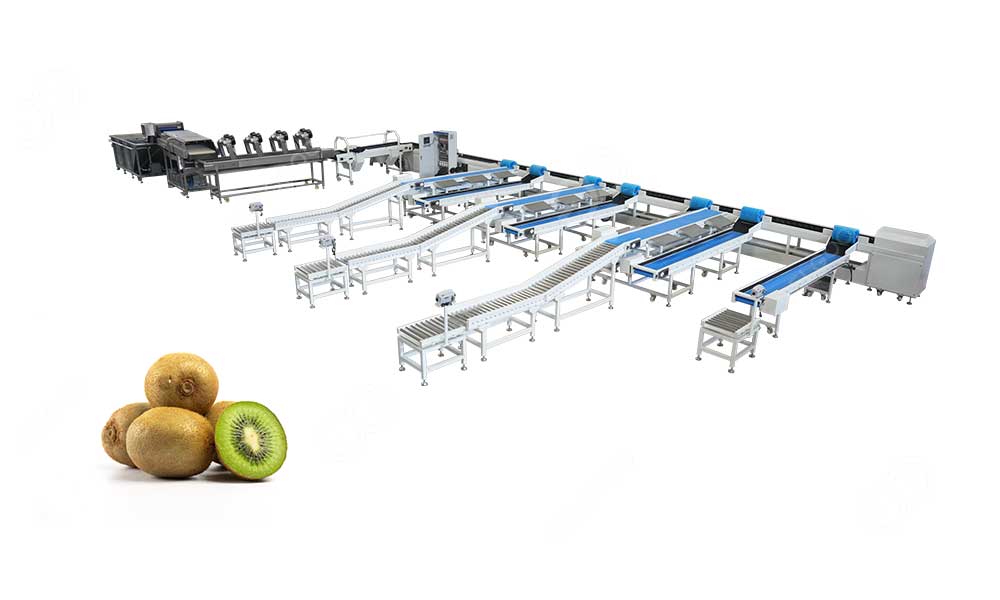 kiwifruit-sorting-line-for-sale