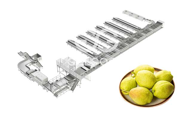 pear-grading-machine-for-sale
