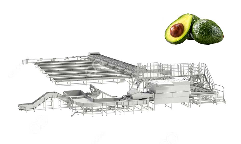 avocado-sorting-line