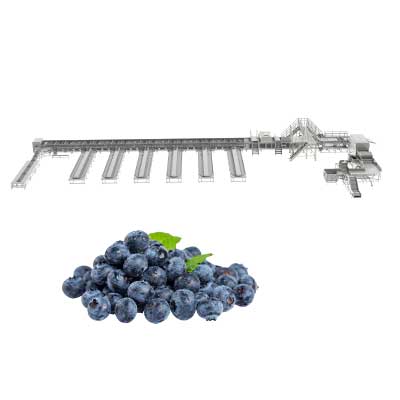 Blueberry Sorting and Grading Line