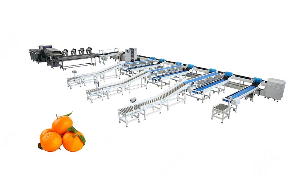 citrus-sorting-line