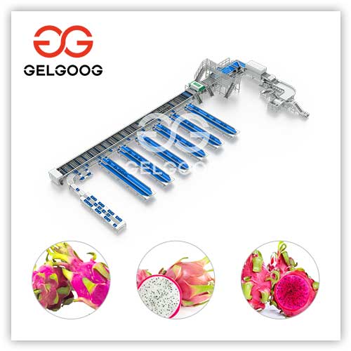 Dragon-Fruit-Sorting-Machine Dragon-Fruit-Sorting-Machine