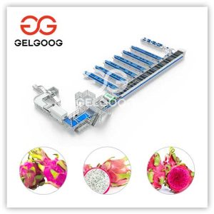 Dragon-Fruit-Sorting-Machine-for-sale