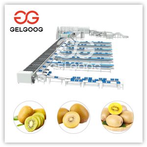 Kiwifruit-Grading-machine