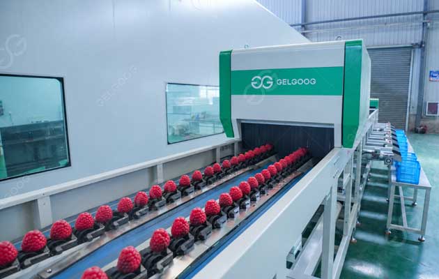 Mesin penyortir raspberry dijual
