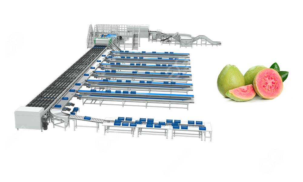 guavas-grading-line